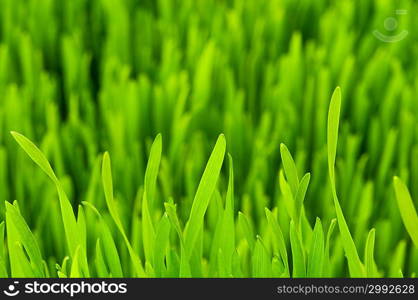 Close up of green grass on summer day