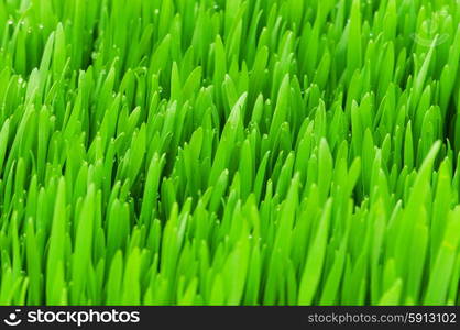 Close up of green grass on summer day