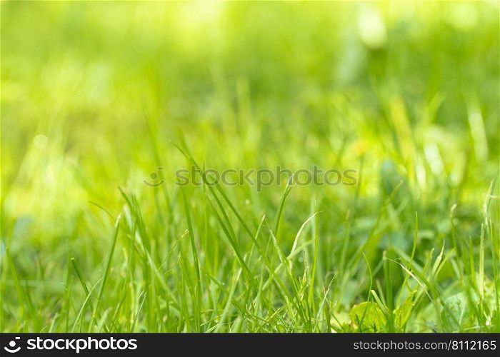 close-up of green grass stems with sunlight. green grass, close-up
