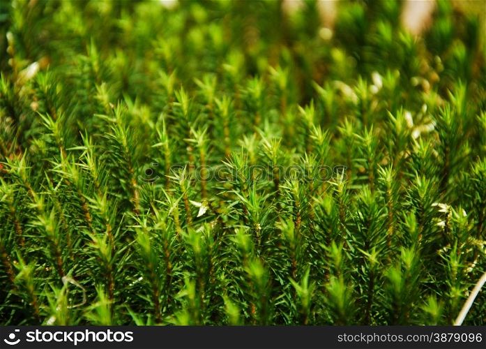 Close up of green growing moss all over.