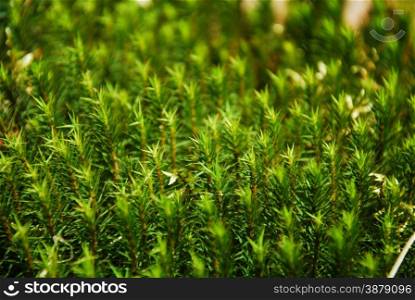 Close up of green growing moss all over.