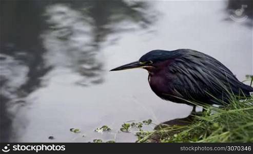 Close-up of Green Heron standing still in shallow water. Fauna and nature