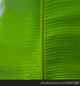 Close up of Green Leaf at Moorea in Tahiti
