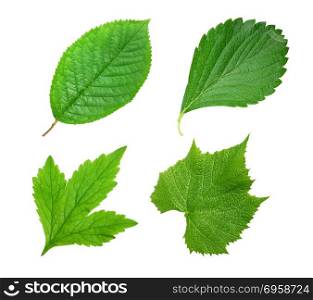 close up of green leaf isolated on white background. green leaf isolated