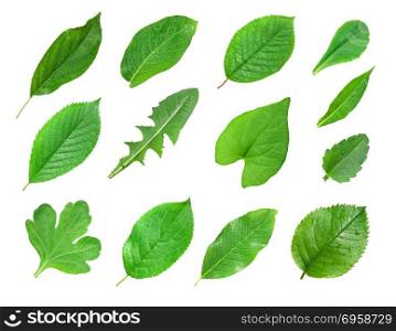 close up of green leaf isolated on white background . green leaf isolated