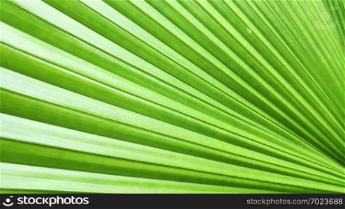 Close up of green leaf of elephant fern plant