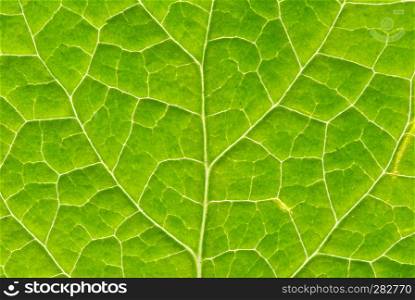 close up of green leaf texture