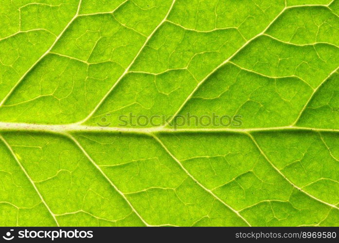 close up of green leaf texture