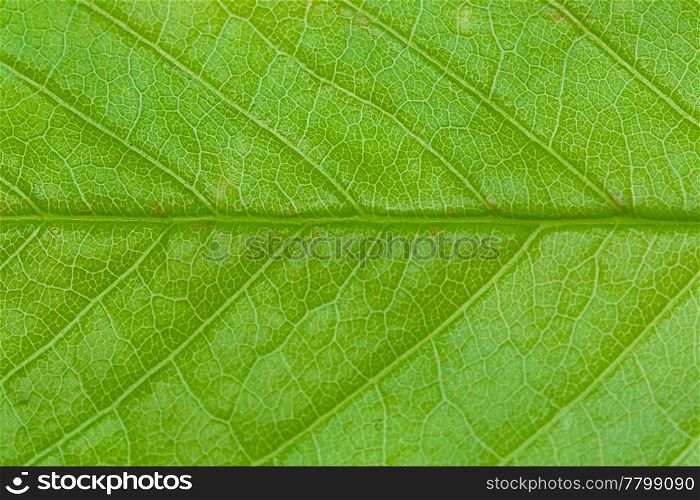 close-up of green leaf tree