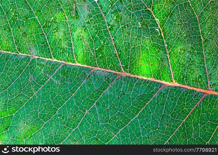 close-up of green leaf with water drops