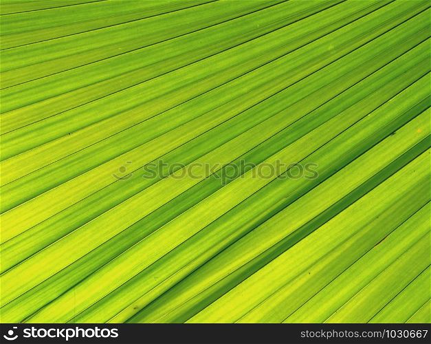 Close up of green leave texture background