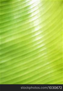 Close up of green leave texture background