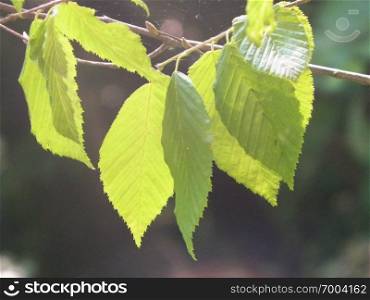 Close up of green leaves. Beauty in nature background.. Close up of green leaves.