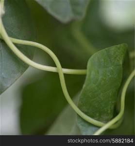 Close-up of green leaves, Lake Of The Woods, Ontario, Canada