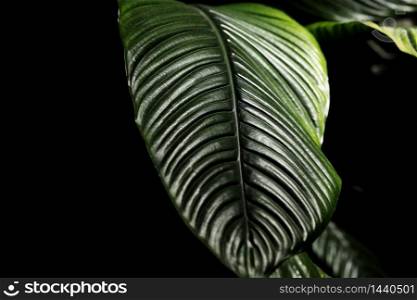 close up of Green leaves of a houseplant on a branch on a black background. selective focus.. close up of Green leaves of a houseplant on a branch on a black background. selective focus