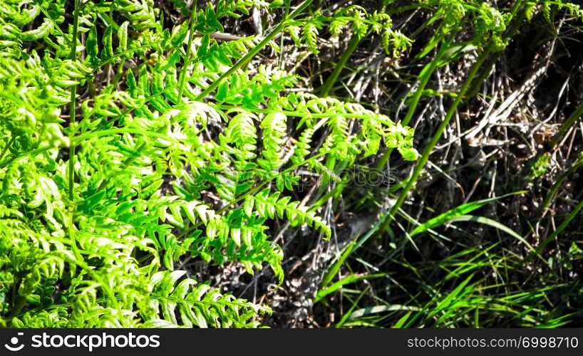 Close up of green leaves of green fern (Polypodiopsida Cronquist) . Nature background, floral concept.. Close up of green leaves of green fern.