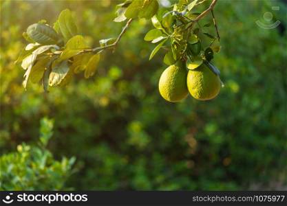 Close up of green Lemons grow on the lemon tree in a garden citrus fruit thailand.