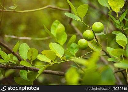 Close up of green Lemons grow on the lemon tree in a garden citrus fruit thailand.
