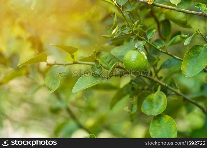 Close up of green lemons grow on the lemon tree in a garden background harvest citrus fruit thailand.