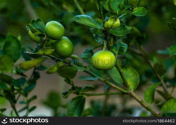 Close up of green lemons grow on the lemon tree in a garden background harvest citrus fruit thailand.