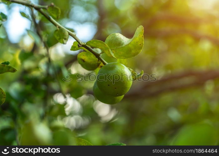 Close up of green lemons grow on the lemon tree in a garden background harvest citrus fruit thailand.