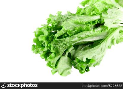 Close-up of Green Lettuce isolated on white