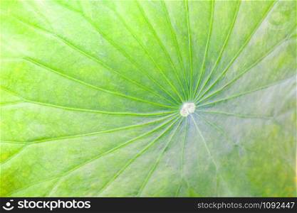 Close up of green lotus leaf or pond water lily leaves texture background