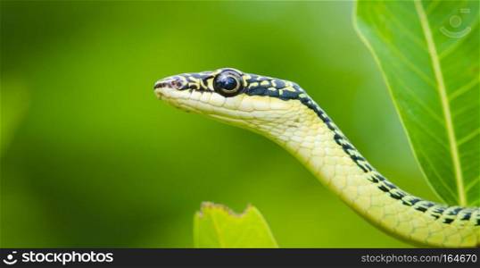 close-up of green mamba snake on tree, tropical forest, Thailand