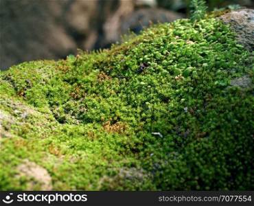 Close up of green moss in sunlight. Nature life background