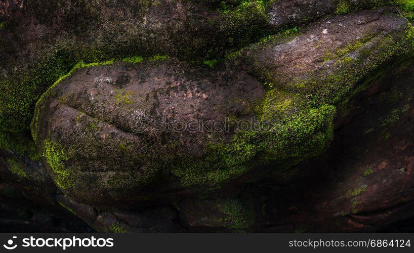 close up of green moss on old stone in forest. green moss on old stone