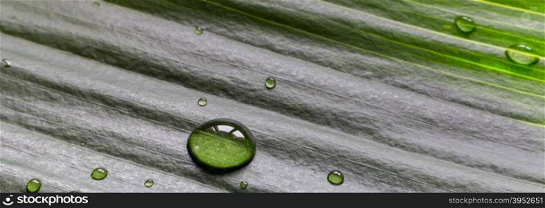 Close-up of green plant leaf with water drops