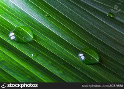 Close-up of green plant leaf with water drops