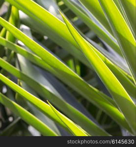 Close-up of green plant leaves, Zona Centro, San Miguel de Allende, Guanajuato, Mexico