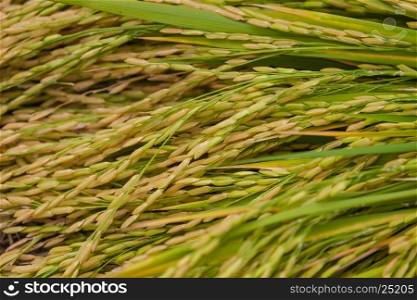 Close-up of green rice field,Rice Farm, Jusmine Rice