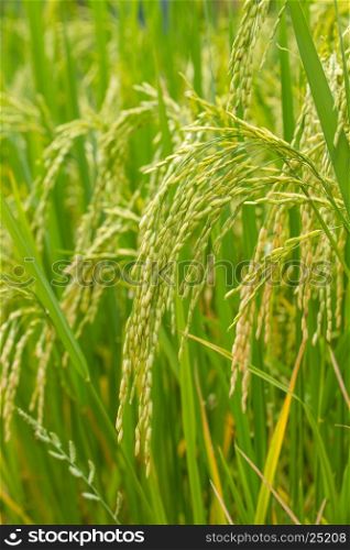 Close-up of green rice field,Rice Farm, Jusmine Rice