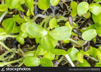 Close-up of green seedling growing out of soil