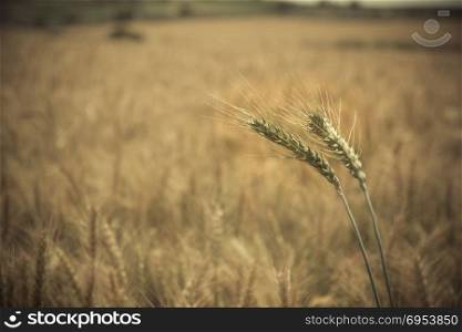 Close up of green-yellow wheat crop.Blurred background.