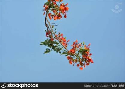 Close up of group Delonix regia flower with blue sky background
