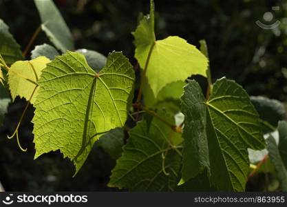 Close-up of growing grape vine with a sunbeam
