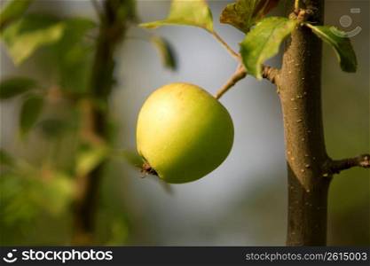 Close up of growing green apple on tree branch
