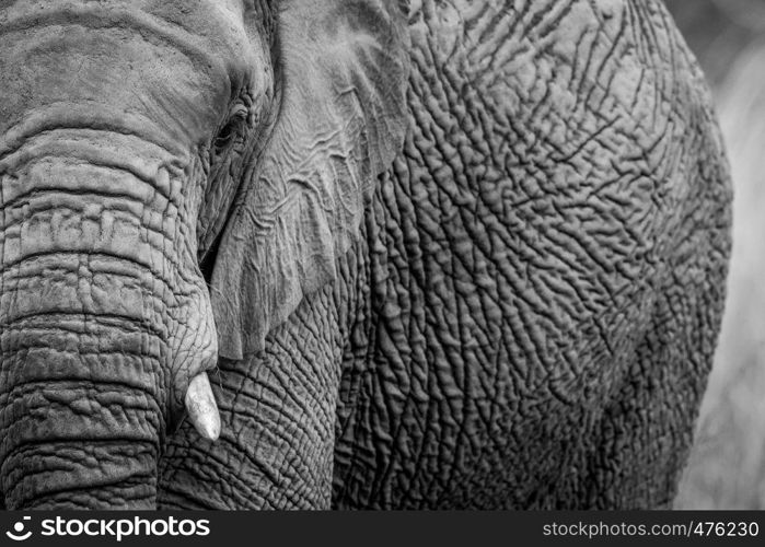 Close up of half an Elephant in black and white in the Welgevonden game reserve, South Africa.
