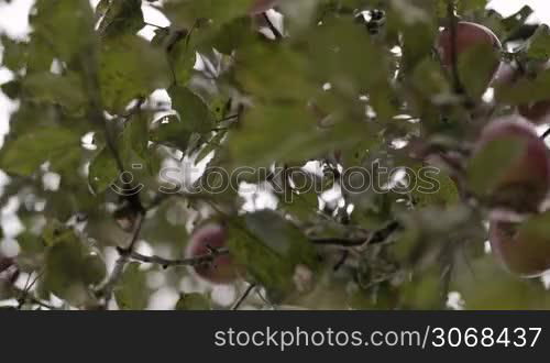 Close-up of hands gathering fresh apples from the apple-tree. Harvesting in autumn.