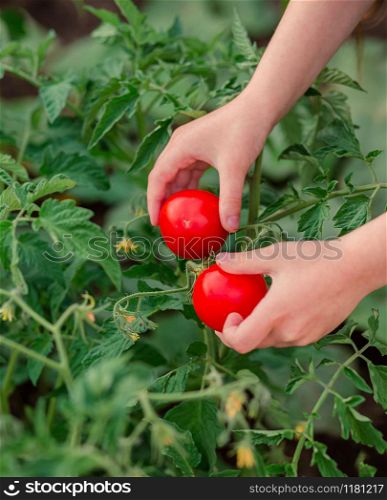 Close up of hands with ripe red tomatoes. The girl collects a crop of ripe organic tomatoes in the garden.. Close up of hands with ripe red tomatoes. The girl collects a crop of ripe tomatoes in the garden.