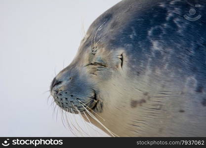 close up of harbour seal in the water