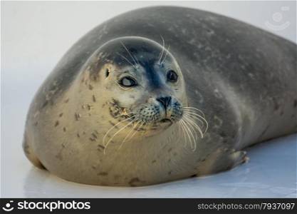 close up of harbour seal in the water
