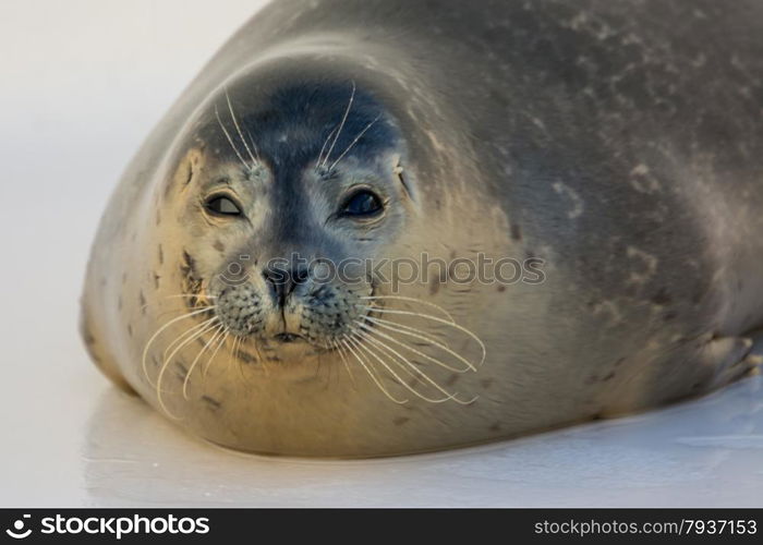 close up of harbour seal in the water