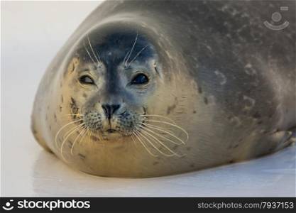 close up of harbour seal in the water