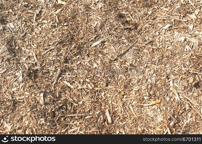 Close-up of hay on the ground