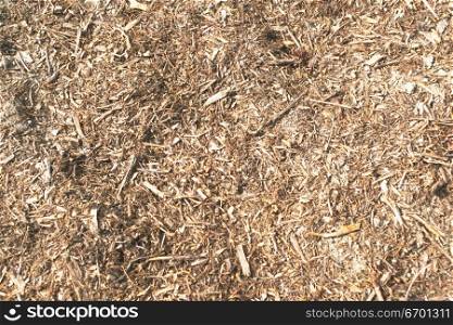 Close-up of hay on the ground