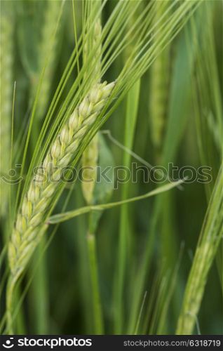 Close up of head of barley in field in Summer